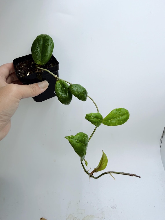 Rare Hoya Swiffer's Dream Live Plant | Silver Splash Hoya | Rooted Collector Houseplant