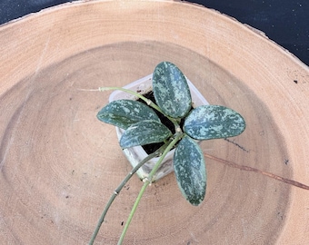 Hoya Lima Silver (round leaves) Live Plant | Rare Silver Leaf Hoya | Rooted Collector Houseplant | California Grown