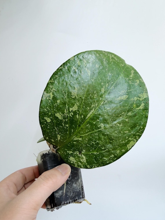 Rare Hoya Michele Silver Splash Live Plant | Silver Splashed Hoya | Rooted Collector Houseplant