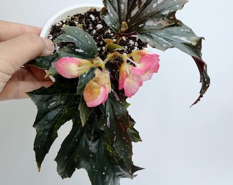 Begonia Sophie Cecile