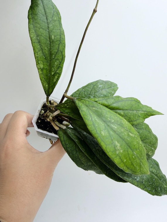 Hoya RHM1047 | Rare Hybrid Hoya Moonshadow x Jennifer | Rooted Live Plant | Collector Houseplant