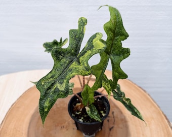 Alocasia Jacklyn Aurea: Vibrant Yellow Leaves - Easy Indoor Plant| Rooted Live Plant | Collector Houseplant | California Grown