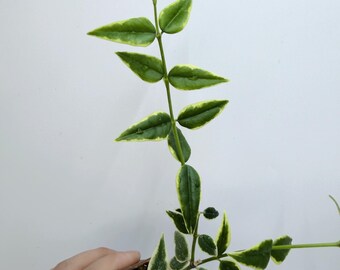 Hoya Bella Outer Variegated (Rare, Easy Indoor Plant)