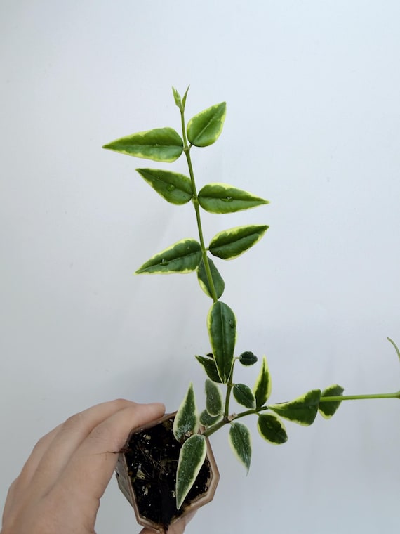 Hoya Bella Outer Variegated (Rare, Easy Indoor Plant)| Rooted Live Plant | Collector Houseplant | California Grown