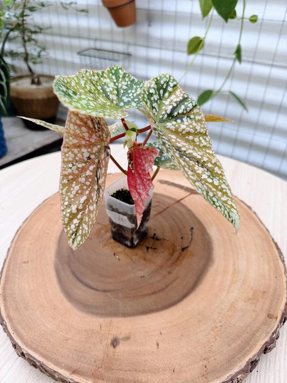 Begonia Snow Capped Pink #28| Rooted Live Plant | Collector Houseplant | California Grown