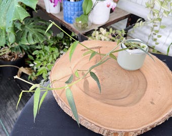 Hoya Burmanica Live Plant | Rare Hoya Species | Rooted Collector Houseplant | California Grown