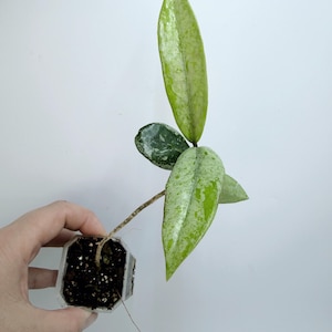 Hoya Lyi Noid - Etsy