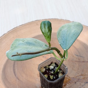 Hoya Chiang Dao Silver Plant: Rare Indoor Succulent (Silver Leaves)| Rooted Live Plant | Collector Houseplant | California Grown