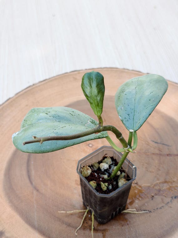 Hoya Chiang Dao Silver Plant: Rare Indoor Succulent (Silver Leaves)| Rooted Live Plant | Collector Houseplant | California Grown