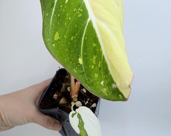 Philodendron Gloriosum: Variegated Leaves - Easy Care Indoor Plant| Rooted Live Plant | Collector Houseplant | California Grown