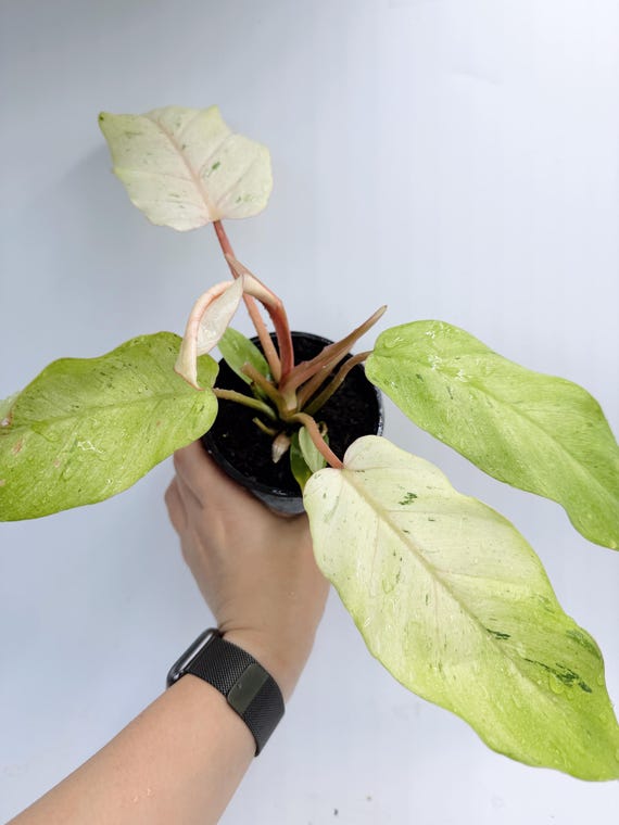 Rare Philodendron Snow Drift Plant (Variegated Leaves, Indoor)| Rooted Live Plant | Collector Houseplant | California Grown