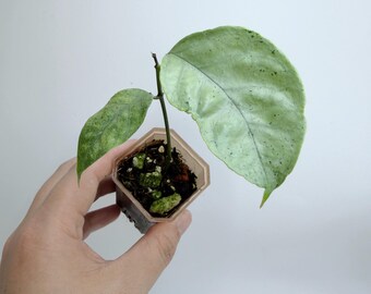Hoya Coriacea Silver