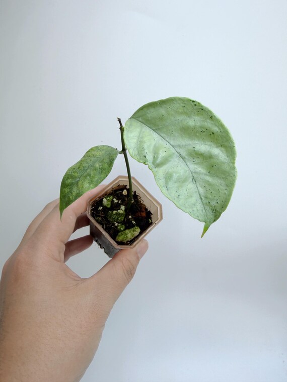 Hoya Coriacea Silver| Rooted Live Plant | Collector Houseplant | California Grown