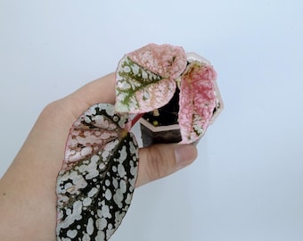 Snow Capped Begonia Plant: Variegated Leaves, Rare Houseplant