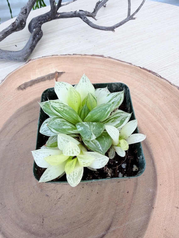 Haworthia Cymbiformis Variegata | Rooted Live Plant | Collector Houseplant | California Grown
