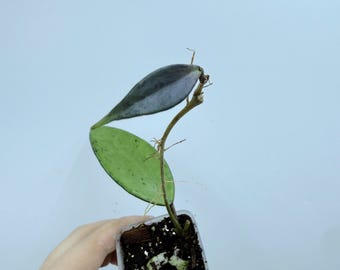 Hoya Polyneura Broget Hoya Polyneura Silver Fully Rooted Plant