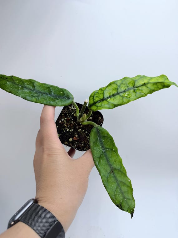 Rare Hoya Globulosa Long Leaf Live Plant | Big Leaf Hoya Vine | Rooted Collector Houseplant