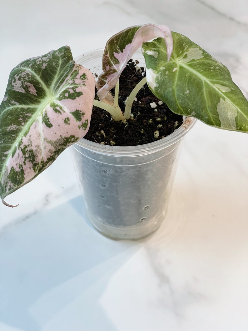 Alocasia Black Velvet Pink Variegated image 3