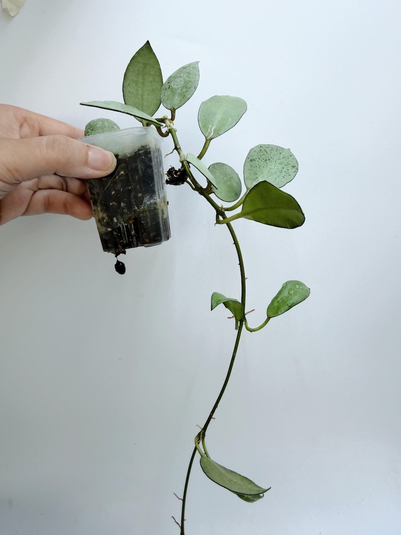 Leafecho Hoya Lacunosa - Thumbnail 3