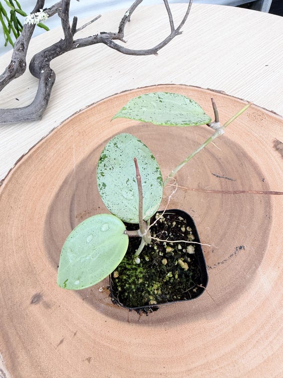 Hoya Verticillata Heart Leaves Silver Live Plant | Rare Silver Hoya | Rooted Houseplant