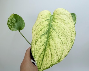 Monstera White Monster