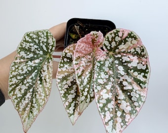 Snow Capped Begonia Plant: Variegated Leaves, Rare Houseplant