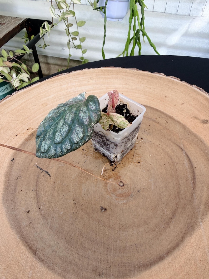 Pipar Root Piper Sylvaticum Variegated Live Plant | Rare Rooted Piper | Collector ...
