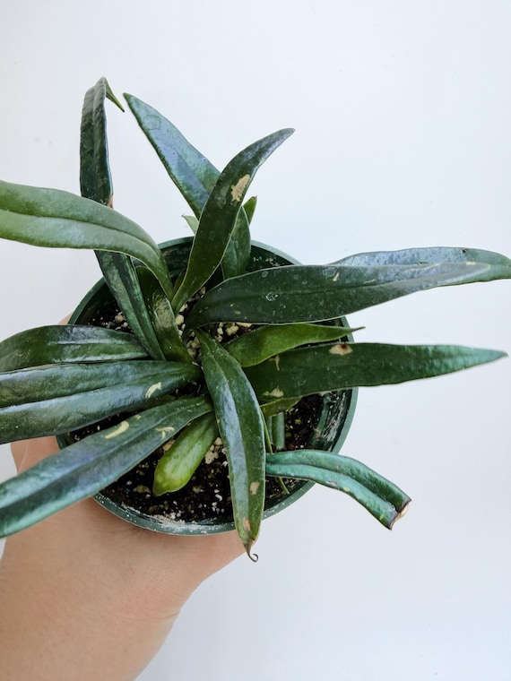 Blue oil fern| Rooted Live Plant | Collector Houseplant | California Grown