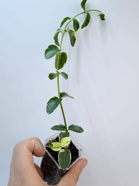 Hoya Cumingiana Albo| Rooted Live Plant | Collector Houseplant | California Grown
