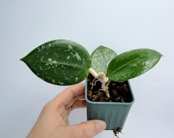 Rare Hoya Verticillata, Heart-Shaped Splash Leaves (Live Indoor Plant)