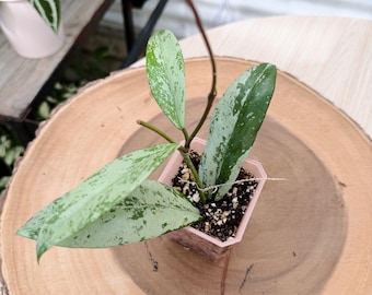Hoya Pubicalyx Pink Silver Ghost
