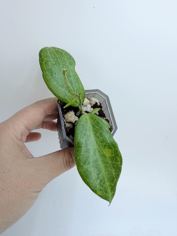 Hoya Fitchii | Rare Fuzzy Hoya | Rooted Live Plant | Collector Houseplant | California Grown