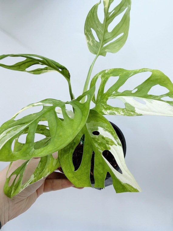 Variegated Monstera Adansonii Plant - Striking White and Green Leaves| Rooted Live Plant | Collector Houseplant | California Grown