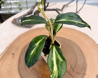 Hoya Diversifolia Maharani Variegata | Rare Variegated Hoya | Rooted Live Plant | Collector Houseplant