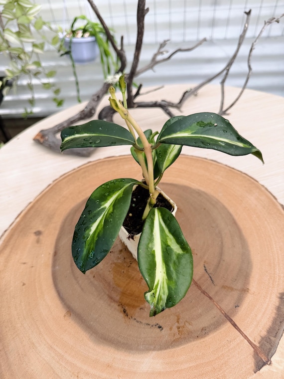 Hoya Diversifolia Maharani Variegata | Rare Variegated Hoya | Rooted Live Plant | Collector Houseplant