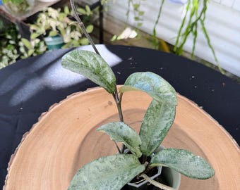Hoya Nova Ghost Live Plant | Rare Silver Variegated Hoya | Rooted Collector Houseplant | California Grown