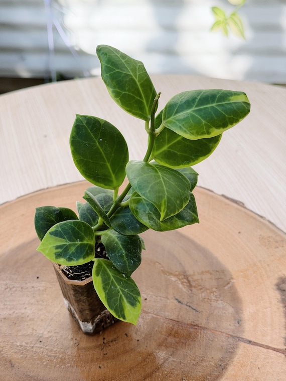 Hoya Obscura Variegated Plant: Rare Indoor Vine with Varied Leaves| Rooted Live Plant | Collector Houseplant | California Grown
