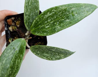 Hoya Rangsan Splash