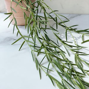 Hoya Linearis FRESH CUTTING 8-10 Nodes image 3