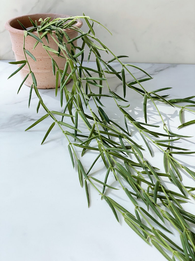 Hoya Linearis FRESH CUTTING 8-10 Nodes image 3