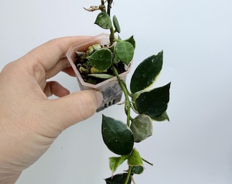Hoya Lacunosa Asami Clone 2