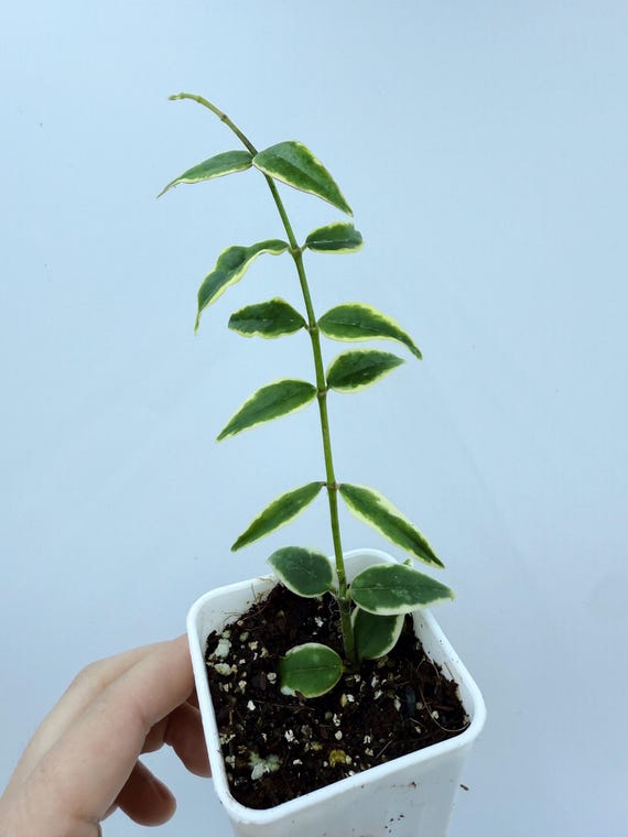 Hoya Bella Albo | Rare Variegated Hoya | Rooted Live Plant | Collector Houseplant | California Grown