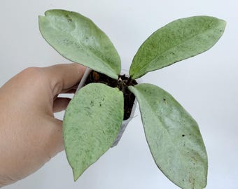 Hoya Nova Ghost