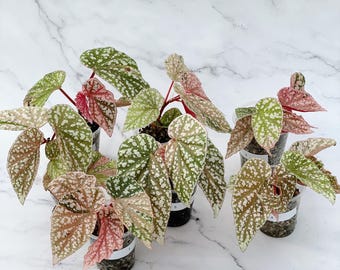 Begonia Snow Capped Variegated Live Plant | Rare Variegated Begonia | Rooted Collector Houseplant | California Grown
