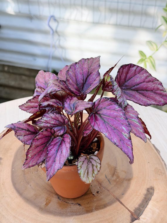Begonia Rex 'Hugh McLauchlan' Live Plant | Rare Rex Begonia with Patterned Leaves | Rooted Collector Houseplant | California Grown