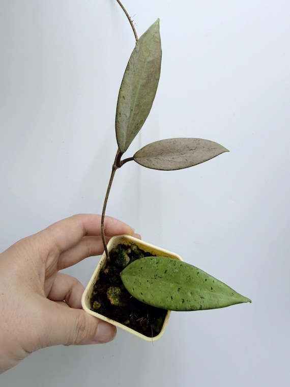 Rare Hoya Snow Cui Silver Live Plant | Silver Leaf Hoya | Rooted Collector Houseplant