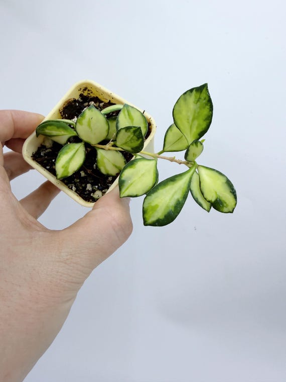 Hoya Heuschkeliana Live Plant | Rare Variegated Hoya | Rooted Collector Houseplant | California Grown