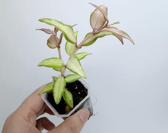 Variegated Hoya Bella Plant - Compact, Silver-Toned Tropical