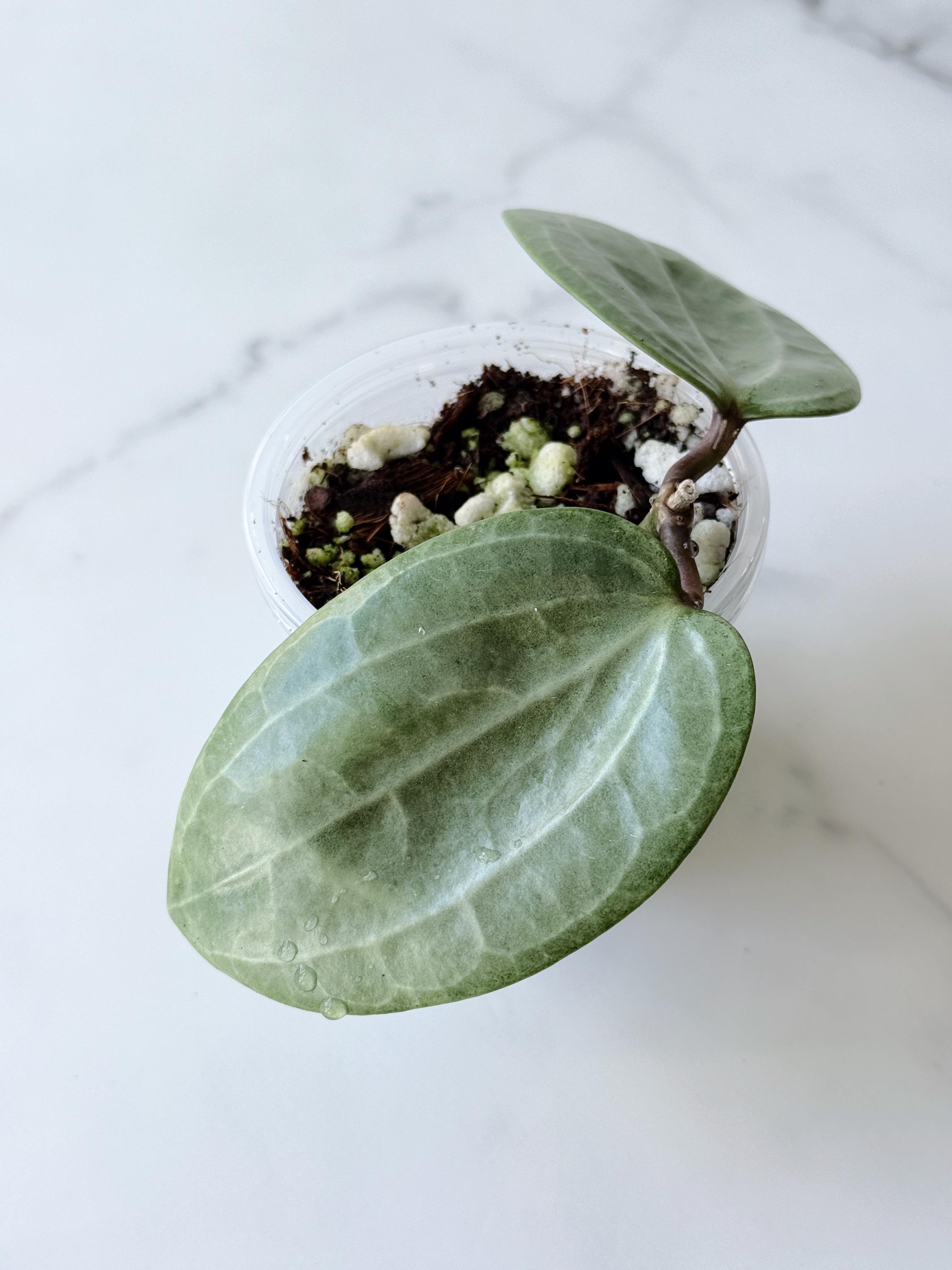 49 ＊ホヤ ＊ Hoya ＊ latifolia ＊ silver leaf Hoya Latifolia Silver - Art Garden Flowers
