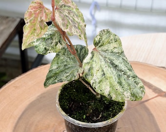 Piper Sylvaticum Variegated